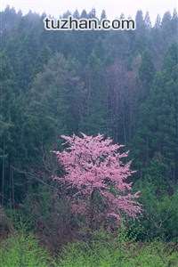 罗采监理想象SKI的主题