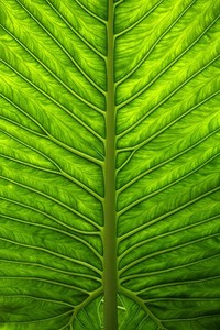 曼城惊险逆袭多特蒙德，晋级欧冠决赛